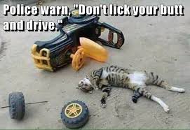 Don't lick your butt and drive." - Lolcats - lol | cat memes | funny cats |  funny cat pictures with words on them | funny pictures | lol cat memes |  lol cats