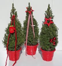 Den anfang einer weihnachtlichen dekoration sollte der türkranz machen. Kleiner Weihnachtsbaum Fur Kleine Wohnung Die Weissfichte Als Zwerg Weihnachtsbaum