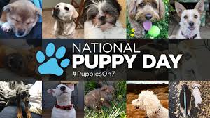Happy national puppy day 2021. Abc7 Puppy Cam Adoption Event With Perfect Pet Partners For National Puppy Day 2019 Abc7 San Francisco