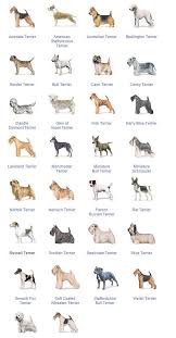 Chart Of Terrier Breeds Dog Breeds Chart Dog Breeds