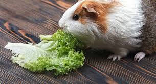Make sure you are getting just vitamin c rather than a multivitamin formula). Vitamin C For Guinea Pigs A Vital Supplement For Staying Fit Healthy