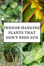Indoor Hanging Plants That Don T Need Sun