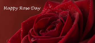 rose day at giftalove giftalove