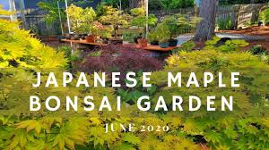 momiji en anese maple bonsai garden