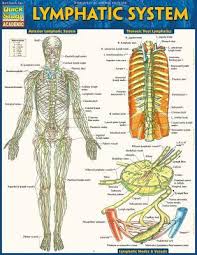 Lymphatic System Vincent Perez 9781423233183