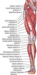 These strong powerful muscles are able to propel the body forward when moving and elevate it upwards on to the toes. Muscles Of Lower Extremity Anterior Deep View Muscle Anatomy Human Muscle Anatomy Human Body Anatomy
