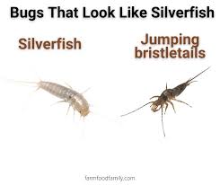 8 bugs that look like silverfish but