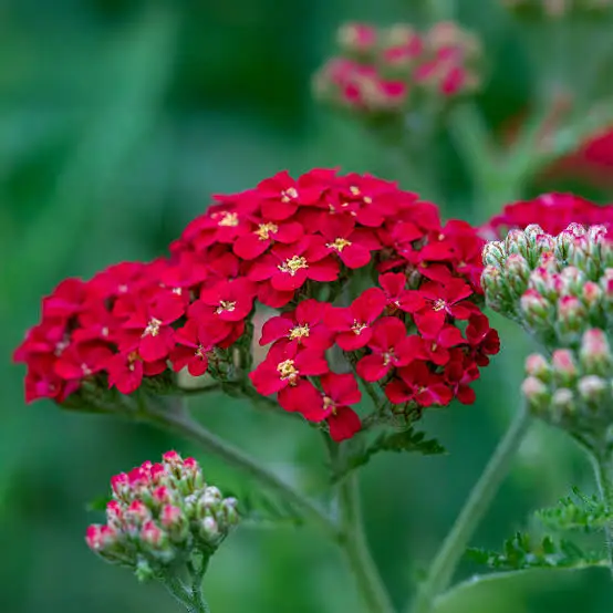 Achillea millefolium (Yarrow) Rubra Red - Premier Seeds Direct