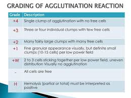 Tube Agglutination Reaction Grading Related Keywords
