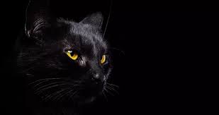 Последние твиты от black cat modeling (@blackcatmodel). Contract Biologist Black Cat Gis And Biological Services Of