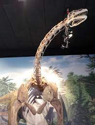トゥリアサウルス - Wikipedia