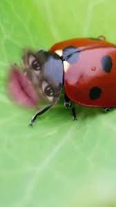 ladybug search snapchat creators