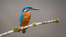 Image result for free kingfisher images