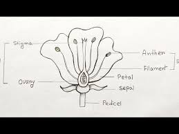 draw longitudinal section of flower