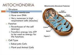 Mitochondrial functions in infection and immunity. Introduction To Biology Forms Of Life Biology Of The Cell Prezentaciya Onlajn
