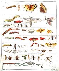 43 Expository Insect Identification Chart
