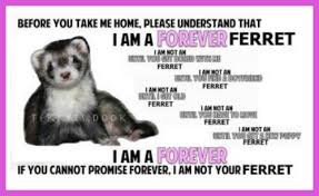 Information About The Ferret As A Pet