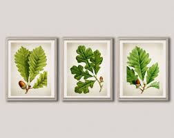 Oak Tree Botanical Leaf Prints Set Of 3