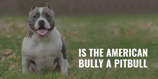 Both have a high tolerance for pain and are extremely protective of. Is The American Bully A Pitbull Origin Build Temperament Faqs