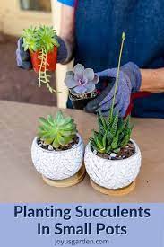 How To Plant Succulents In Small Pots