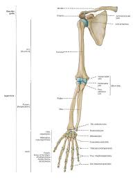 2) rangka badan, terdiri atas: Tulang Penyusun Rangka Tubuh Manusia Biologi Kelas 8