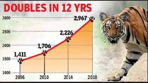 Tiger No Up 33 In 4 Years India Has 75 Of Global