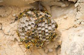 how to repel wasps 10 wasp prevention