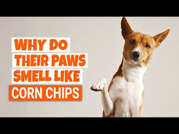 paws smell like corn chips