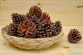 Can I Burn Pine Cones In The Fireplace