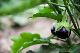 Best Practices To Grow Brinjal Eggplant