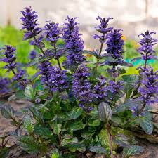 ajuga reptans ground cover plant seed