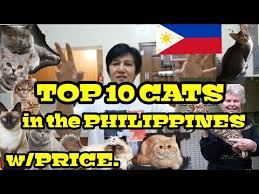 top 10 cats in the philippines w