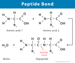 peptide bond definition structure