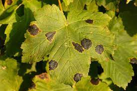 maple tar spot disease learn about the