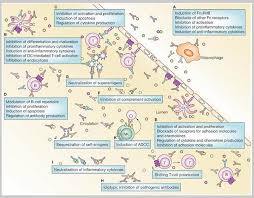 War And Peace My Cidp Journey To Hsct In Moscow Russia