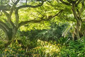 best 8 botanical gardens in oahu to