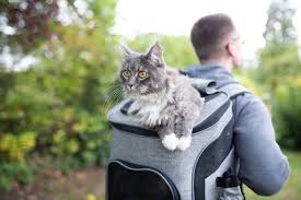 how to hike with a cat top tips for a