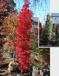 Narrowly Columnar Maples Columnar