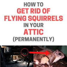 How To Get Rid Of Flying Squirrels In