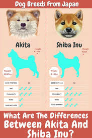 What Are The Differences Between Akita Inu And Shiba Inu