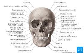 How many bones are in the skull? Bones Of The Human Body Overview And Anatomy Kenhub