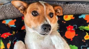 26 sierpnia obchodzimy międzynarodowy dzień psa. Dzis Swiatowy Dzien Psa Pandemiczne Adopcje Hitem Na Ursynowie