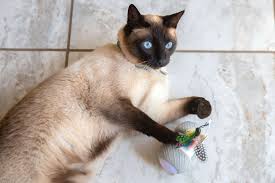 best cat toys of 2023 that your cat