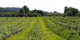 Image result for what are the types of sustainable agriculture