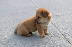 photo of puppy dog