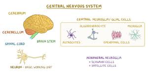 The structures commonly known as nerves (or by such. Central Nervous System Histology Osmosis