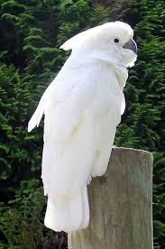 We are the only avian and exotic pet hospital in nassau county and we proudly serve pets. Umbrella Cockatoo Most Beautiful Birds Pet Birds Parrot