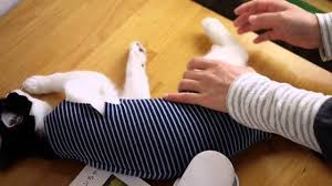 The newest elizabethan cat collars (and recovery suits) will keep your kitty comfy when they're recovering from injury or surgery. How To Help You Put A Super Easy Post Operative Clothing Cat Cat25net Cat25 çŒ«ãƒ‹ãƒ£ãƒ¼ã‚´ Youtube