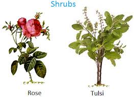 small plants shrubs herbs