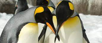 How do penguins often move across ice? All About Penguins Diet Eating Habits Seaworld Parks Entertainment